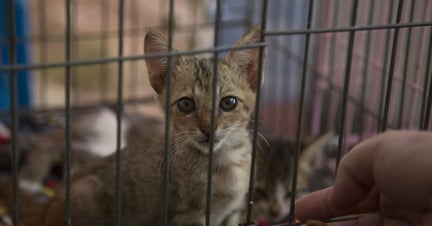Cat at cat shelter in Indonesia after earthquake - World Animal Protection - Animals in disasters