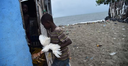 A boy rounds up his chickens into his house in the neighbourhood of Aviation, in Cap-Haitian on 7th September 2017, before the arrival of Hurricane Irma. Credit: Hector Retamal/AFP/Getty Images  