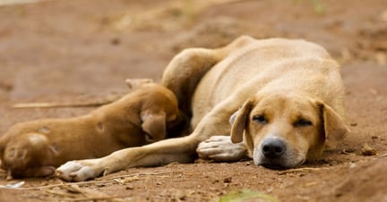 Dogs lying down together in Sierra Leone - Better lives for dogs - World Animal Protection