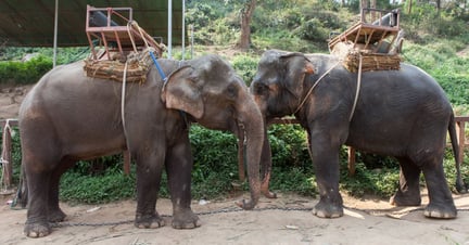 Elephants facing each other with saddles on their backs at a tourist attraction - Unite for the herd - World Animal Protection