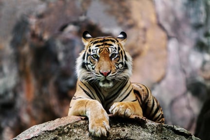 Tiger in the wild