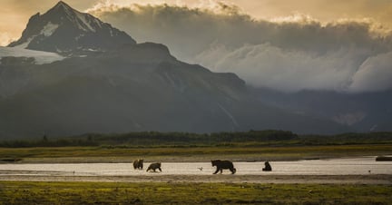 wildlife with mountains