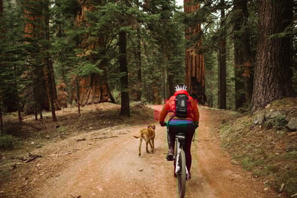biking in woods