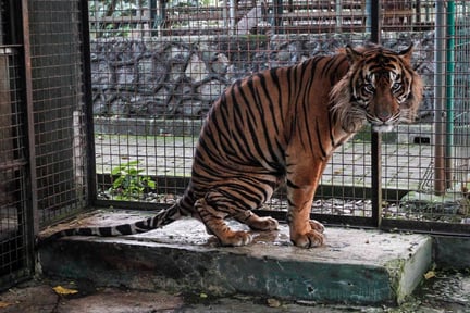 Caged Tiger