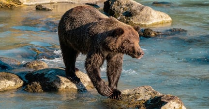 Grizzly bear | Photo credit: Nomadasaurus