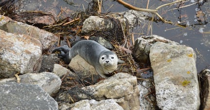seal