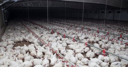 Chickens in factory farm, South Australia