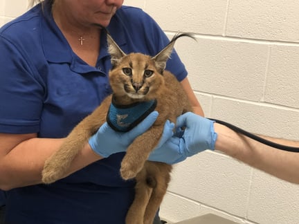 Wild cat rescue Caracal