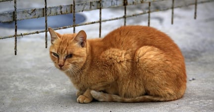 A stray cat at Maracanã Stadium, Rio