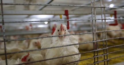  Los pollos de 43 días de edad planteadas en el sistema de jaulas 