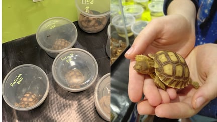 Tiny Turtles
