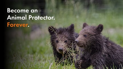 Two bear cubs with overlay text that reads "Become An Animal Protector. Forever."