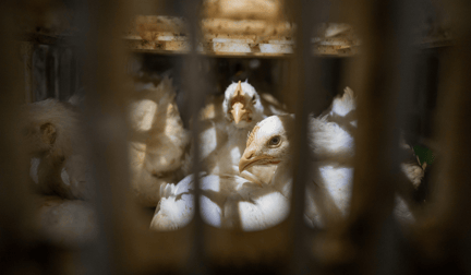 Chickens crammed together in a cage on a factory farm.
