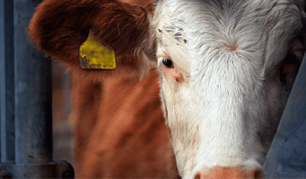 A close-up of a cow on a factory farm.