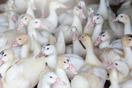 A group of white ducks on a factory farm.