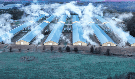 A factory farm.