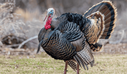 A wild turkey in the grass.