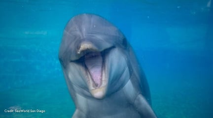 Dottie opens her mouth, facing out of a tank. Credit: SeaWorld San Diego