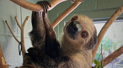 Fernando hangs from branches indoors. Credit: Phoenix Zoo