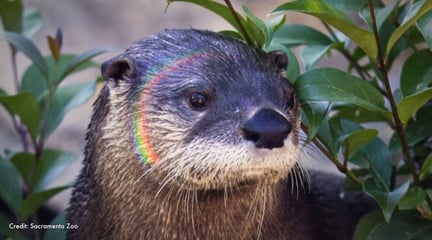 Kai with a rainbow glow from the camera. Credit: Sacramento Zoo