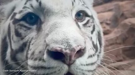 Marina in her enclosure. Credit: Downtown Aquarium Houston