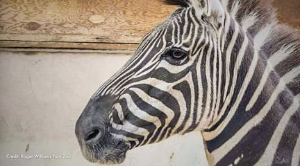 Samantha the zebra in profile. Credit: Roger Williams Park Zoo