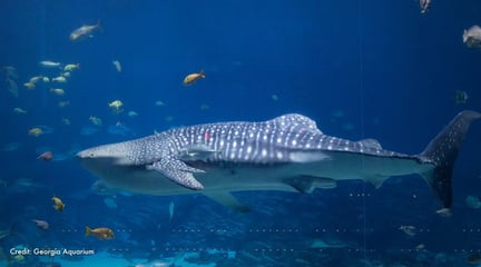 Toroko swims among fish in the tank. Credit: Georgia Aquarium.