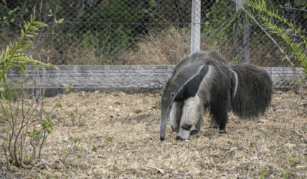 Manduvi the anteater.