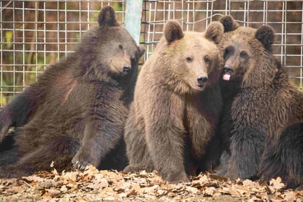 Three bears hanging out together on the ground.
