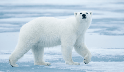 A polar bear walking on ice in the wild.