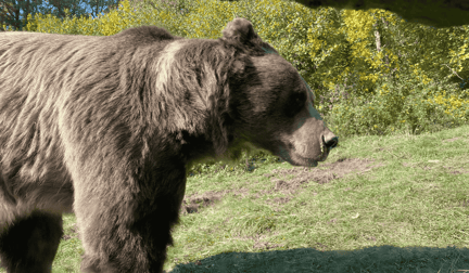 A bear at Libearty bear sanctuary in Romania.