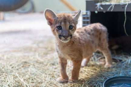 Alfa as a puma cub.