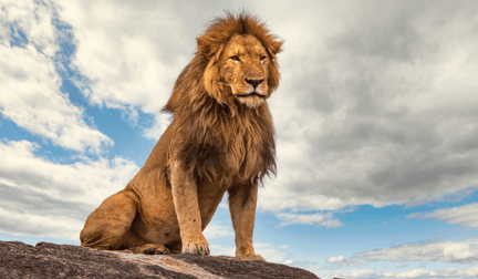 A lion in the wild looking majestic.