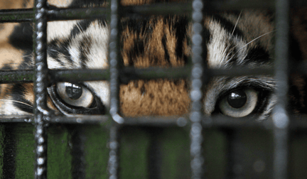 A close-up of a tiger's eyes who is kept captive in a cage.