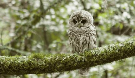 A California spotted owl perched on a mossy branch in the forest.