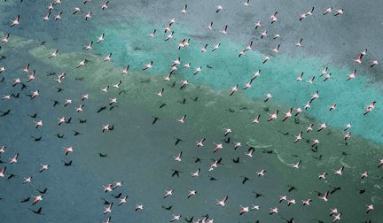 A collection of birds in migration, flying over a lake.