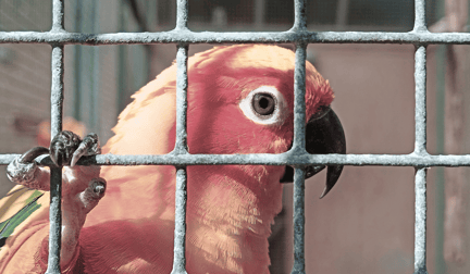 A sad parrot in a wire cage with their claw wrapped around the cage, looking into the camera.