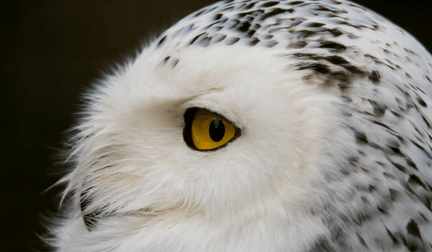 A close-up shot of a snowy owl.