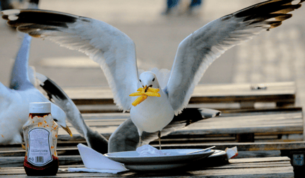 A seagull stealing french fries.