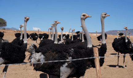 Ostriches on an ostrich farm in South Africa.
