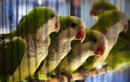 Quaker parakeets in a cage.