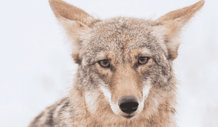 A coyote in the grasses of San Francisco, California, looking at the camera.