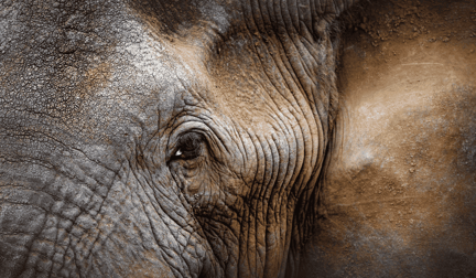 A close-up photo of an elephant’s face.