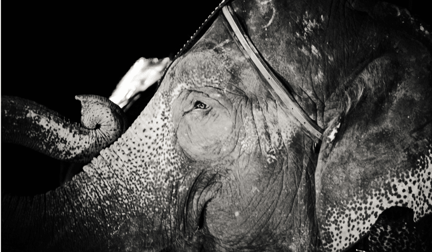 A black and white image of a circus elephant.