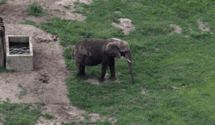 Joyce in her enclosure at Six Flags, captured via drone.