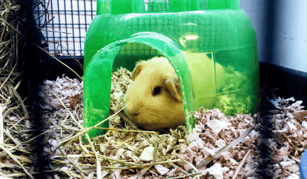 A guinea pig in a green igloo in a cage.