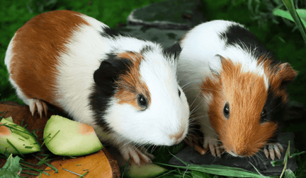 Two guinea pigs in grass together.