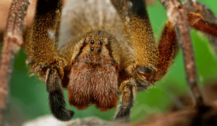 A close-up shot of a Brazilian wandering spider.