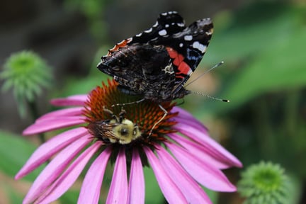 A butterfly on a flower.