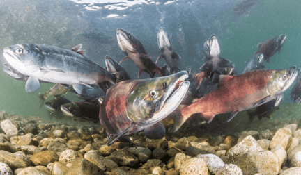 A group of salmon swimming together underwater.